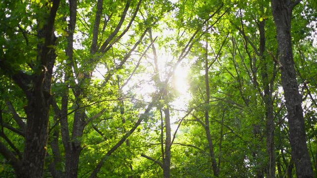 Beautiful sunny sunset scenic old green forest. 4k stock video footage of fresh foliage of many tall trees isolated on sunny sky background