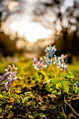 妖精の住処　エゾエンゴサク