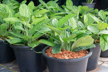 Tropical plant pot sale in green market