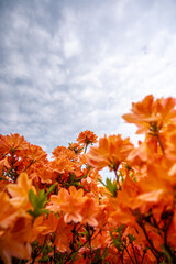 北海道の春の到来　芝桜