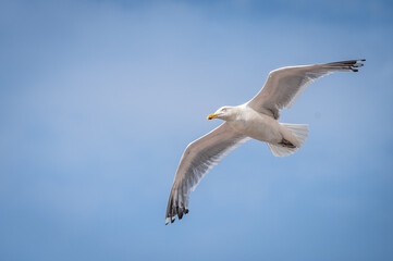 Möve im Flug
