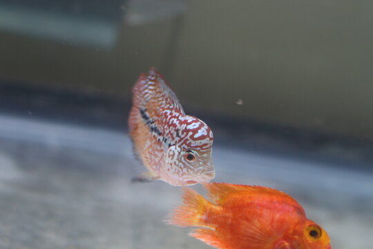 fish in aquarium , flowerhorn , cihild , king kamfa