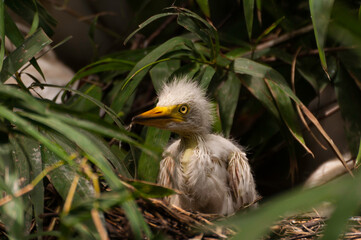 Close up tiny  Great white Egret  chick in nest at wetland side in Sylhet, Bangladesh. Selective focus on baby bird.