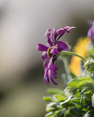 kwiat, charakter, fiolet, jary, roślin, jardin, kwiat, kwiat, kwiat, roz, beuty, lato, flora, fiolet, makro, orchide, kwiatowy, feuille, bez, dzika, bliska, floks, botanika, pora roku