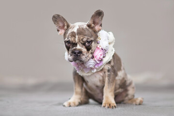 Cute merle colored French Bulldog dog puppy with mottled patches wearing a floral collar in front...