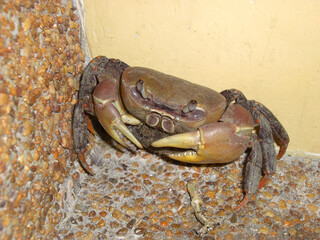 Crab in a corner at the Philippines 17.10.2012