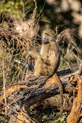 Obraz premium cape baboon in the Savannah 