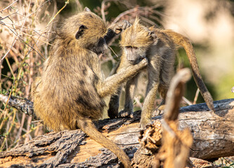 cape baboon in the Savannah 