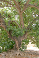 Leafy and green tree with large roots. Vertically