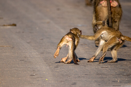 Cape Baboon In The Savannah 