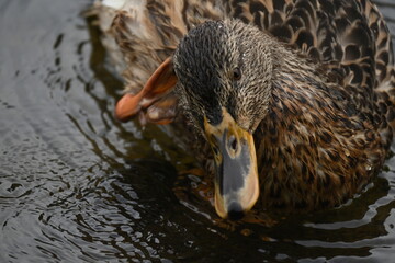duck in water