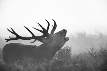 Black and white image of a red deer stag during the annual rut in London, UK