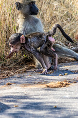cape baboon in the Savannah 
