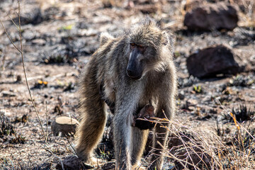 cape baboon in the Savannah 