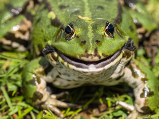 Male Marsh Frog Bellowing in a Pond