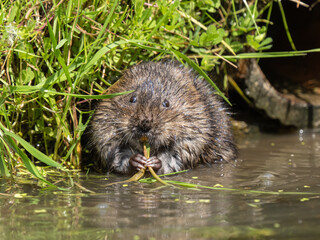 Water Vole Feeding on Grass in Water
