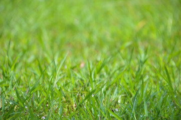 A Landscape of A Meadow at Midday