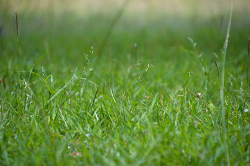 A Landscape of A Meadow at Midday