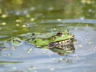 Male Marsh Frog Bellowing in a Pond