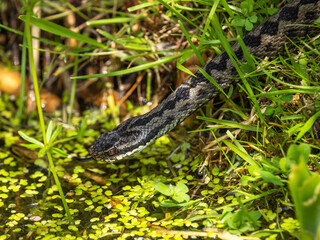 Close up of  an Adder Snake by Water