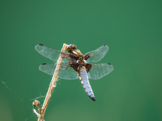 Male Broad-Bodied Chaser Resting on a Reed