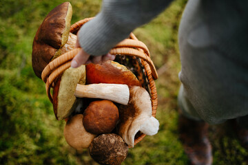 Woman holds a basket of fresh mushrooms in the forest. Harvesting edible boletus. Copy space. - obrazy, fototapety, plakaty