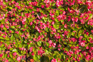 Begonia flowers. Floral pattern. Red begonia. Floral background with texture effect. Top view.