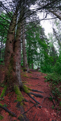 Große alte Bäume an einem gemütlichen Waldweg
