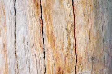 Petrified old teak wood, fossil texture