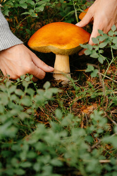 The mushroom picker collects brown edible mushrooms. Forester cuts a boletus mushroom with a knife.