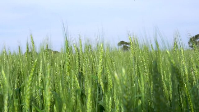 field of wheat landscape