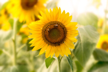Sunflower flower with bees in backlight on blurred background, copy space, graphic design for label, greeting and poster