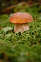 Small red mushroom on a green lawn made of moss. Concept of ecotourism.