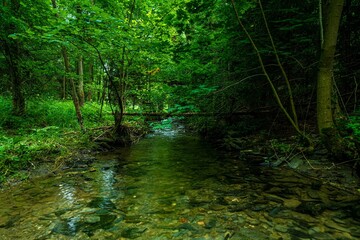 stream in the woods