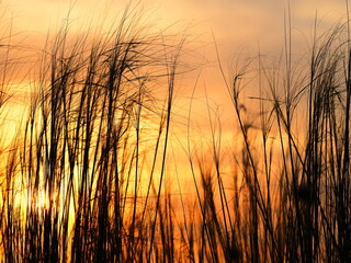 Tall grass under sunset light in a hot summer day