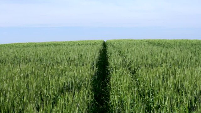 field of wheat landscape