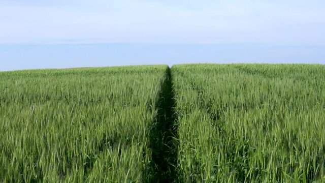 Field of wheat landscape