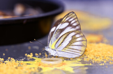 Butterfly feed in the Butterfly House