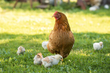 Poultry in a rural yard. Hen and chickens in a grass in the village against sun photos. Gallus gallus domesticus. Poultry organic farm. Organic farming. Sustainable economy. Natural farming.