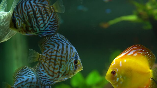 oceanic aquarium 