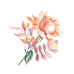 Watercolor Tea Rose with leaves. Watercolour floral composition on a white background.