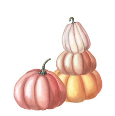 Watercolor red pumpkin. Watercolor illustration on white background. Group of vegetables.
