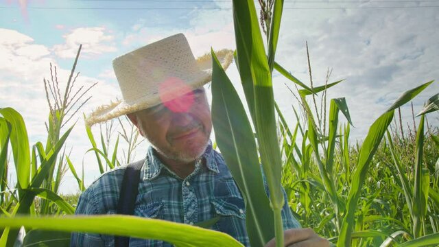 Farmer wearing straw hat touching green corn leaves close-up. Man gardener working in cornfield. Harvest time concept. Smiling agronomist checking vegetable plantation, examining crops.