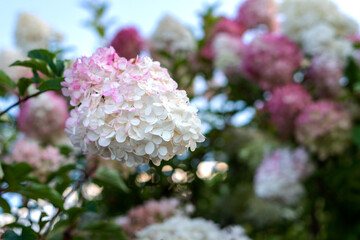 Beautiful tender pink white hydrangea flower blooming in park