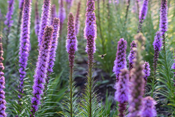 Liatris spicata flowers with bumblebee