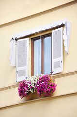 Bright white and purple fresh flowers in pots decorate the windows of the yellow house with open shutters.