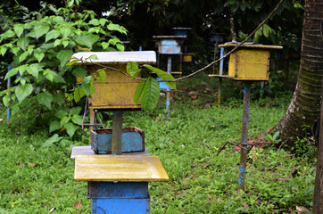 Rows of honey bee hive boxes in the orchard at the foot of the mountain