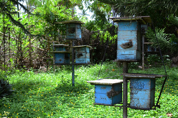 Rows of honey bee hive boxes in the orchard at the foot of the mountain