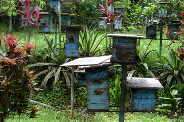 Rows of honey bee hive boxes in the orchard at the foot of the mountain