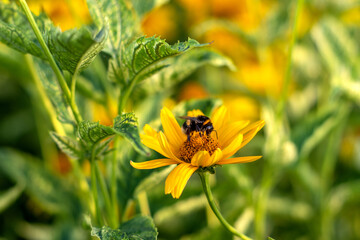 Bumblebee collects pollen on yellow heliopsis flowers, selective focus, close up